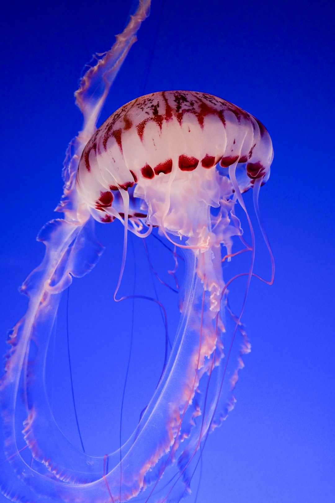 24 wichtige Fragen zu Floatglas Aquarium