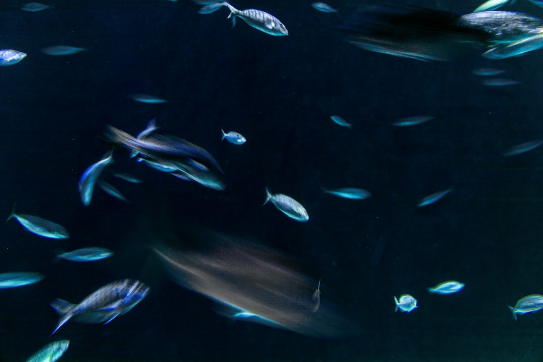 25 wichtige Fragen zu Do Fish Bowls Distort Fish Vision?