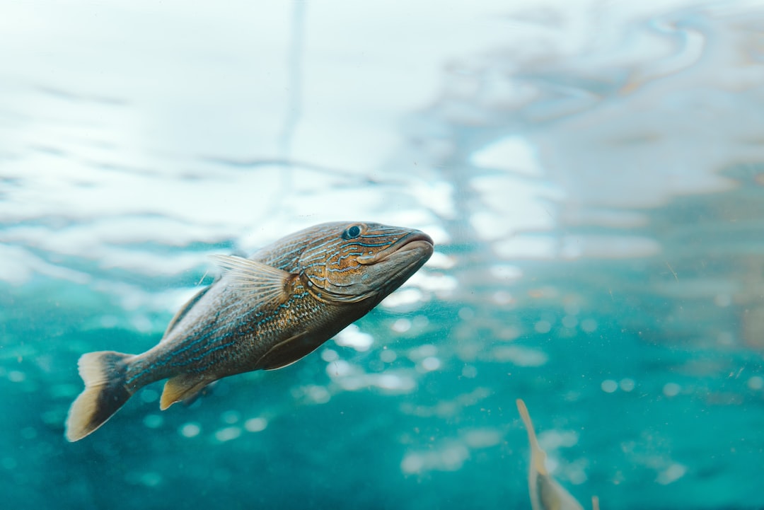 25 wichtige Fragen zu Welche Aquarium Fische Gibt Es?