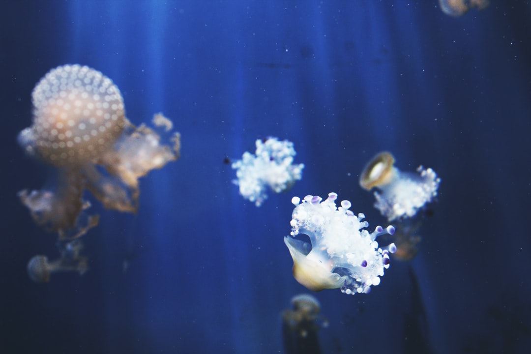 25 wichtige Fragen zu What Is The 2nd Biggest Aquarium In The World?