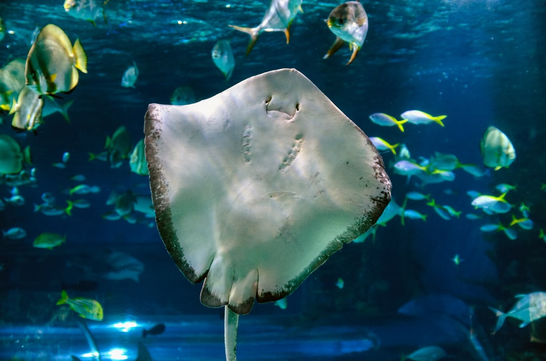 25 wichtige Fragen zu Was Kostet Ein Meerwasseraquarium Im Unterhalt?