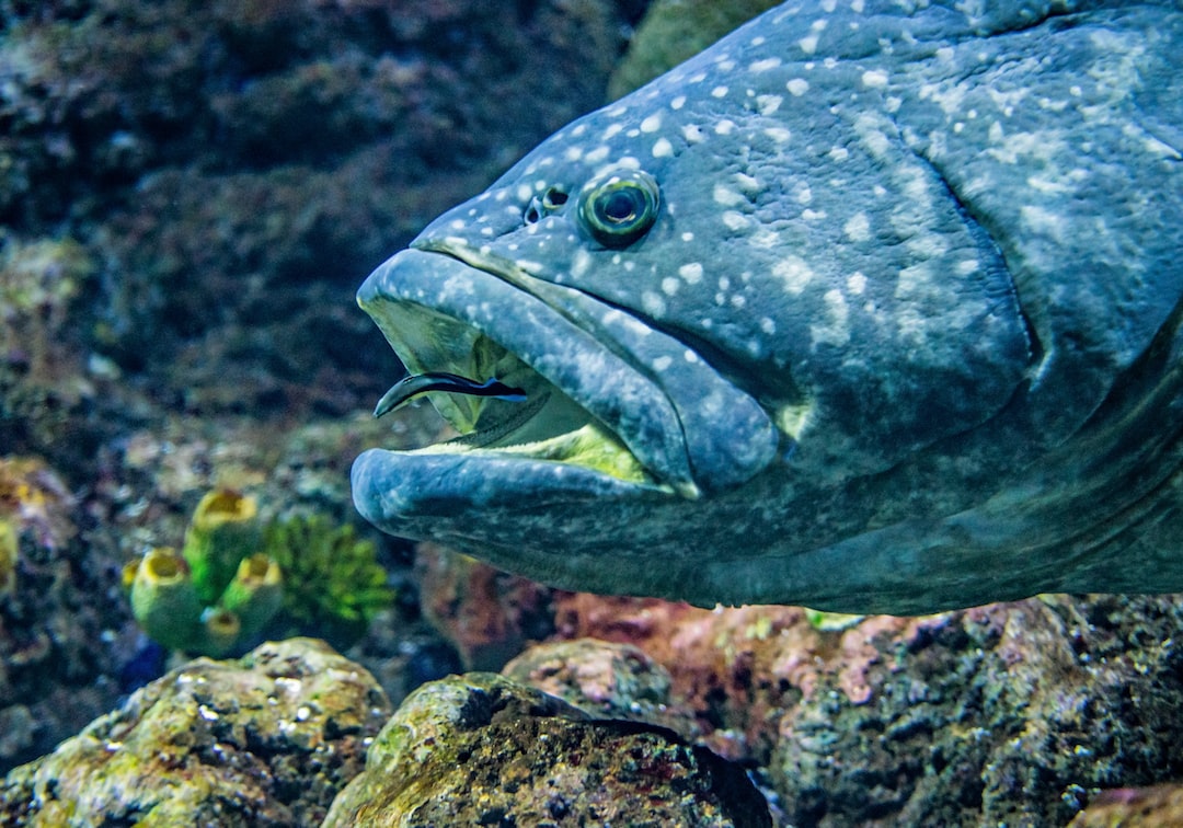 25 wichtige Fragen zu Hecht Für Aquarium
