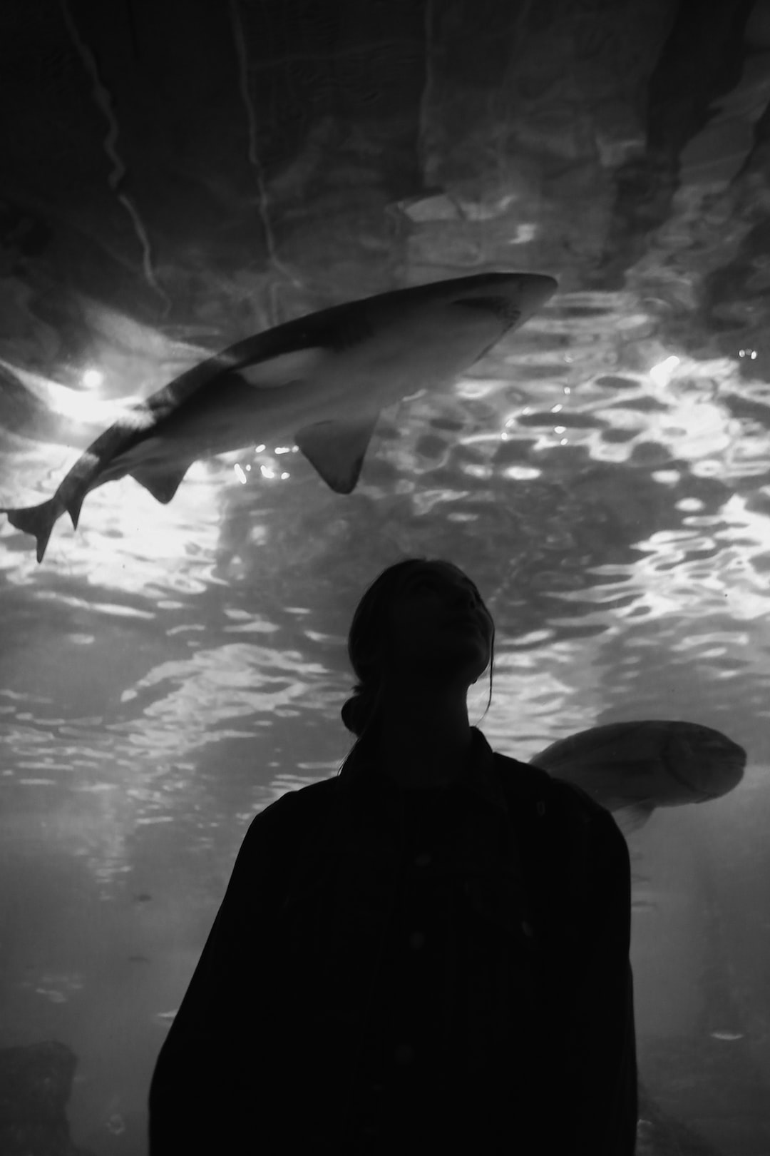 25 wichtige Fragen zu Welche Tiere Süßwasser Aquarium?