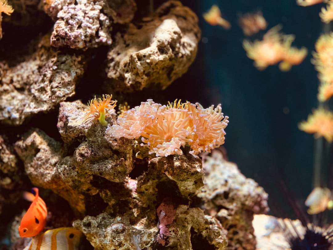 25 wichtige Fragen zu Nanoriff Aquarium