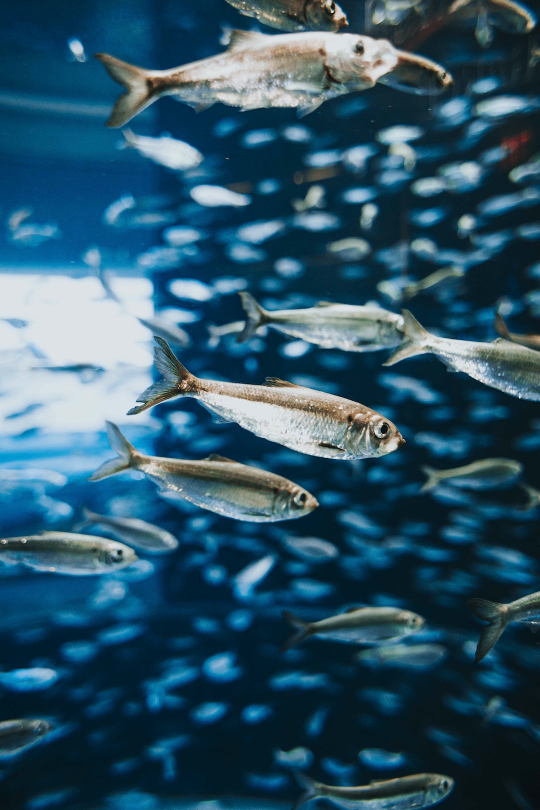 25 wichtige Fragen zu Wie Oft Muss Man Fische Sauber Machen?