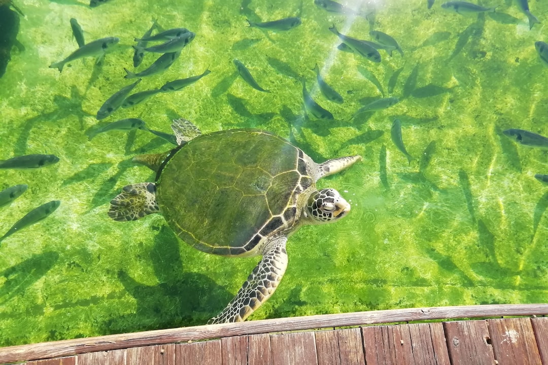 25 wichtige Fragen zu Warum Sollte Man Schildkröten Nicht Anfassen?