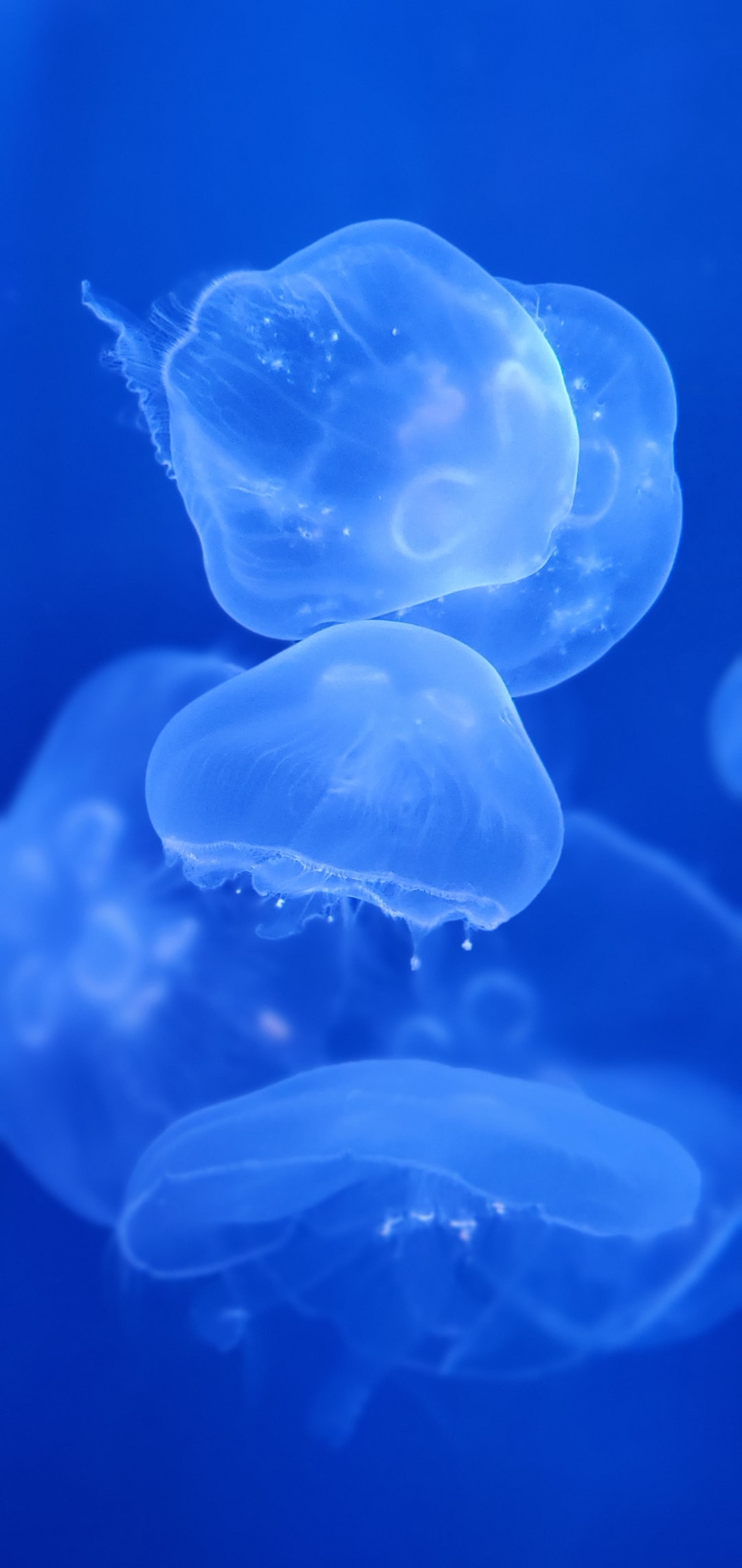 25 wichtige Fragen zu Aquarium Mit Integriertem Filterbecken