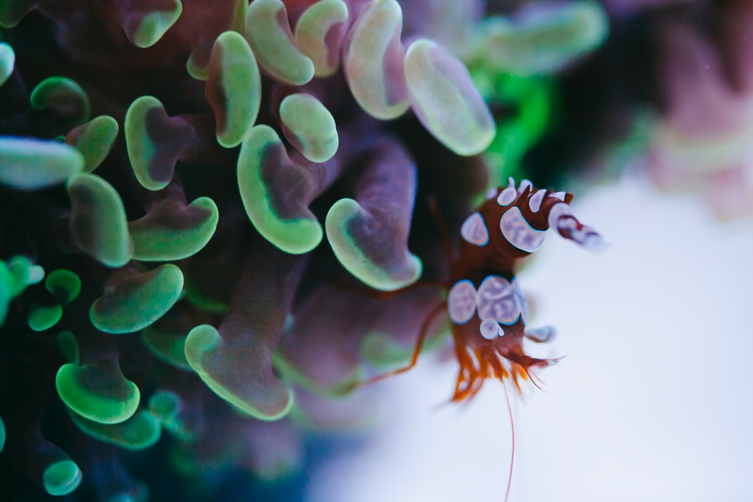 25 wichtige Fragen zu Süßwassergarnelen Aquarium