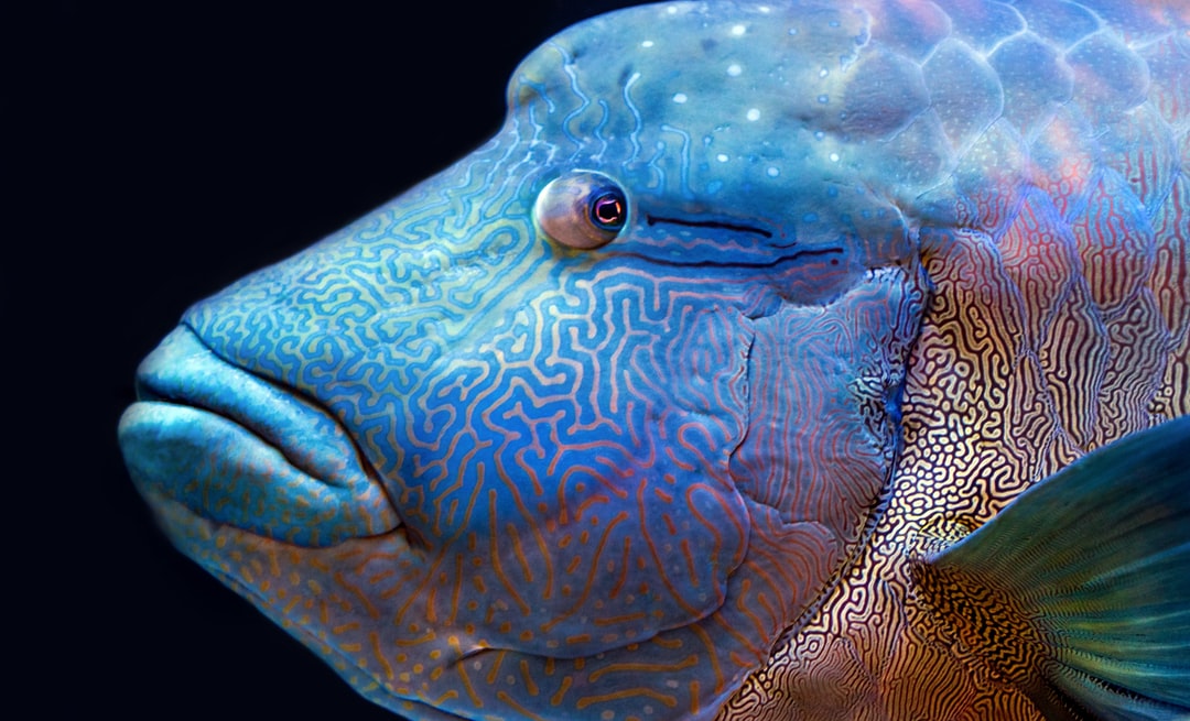 25 wichtige Fragen zu Welcher Fisch Trägt Im Ersten Teil Seines Namens Ein Naturphänomen Und Ist Ungeeignet Für Aquarien?