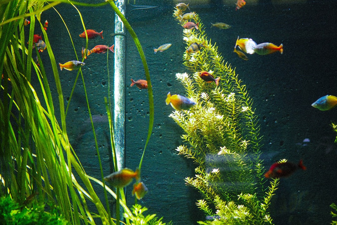 25 wichtige Fragen zu Was Kann Man In Einem Kleinen Aquarium Halten Außer Fische?