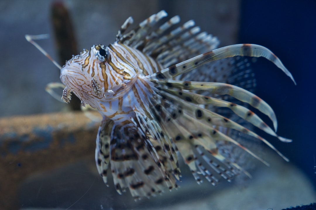 10 wichtige Fragen zu How Do I Know If My Fish Has New Tank Syndrome?