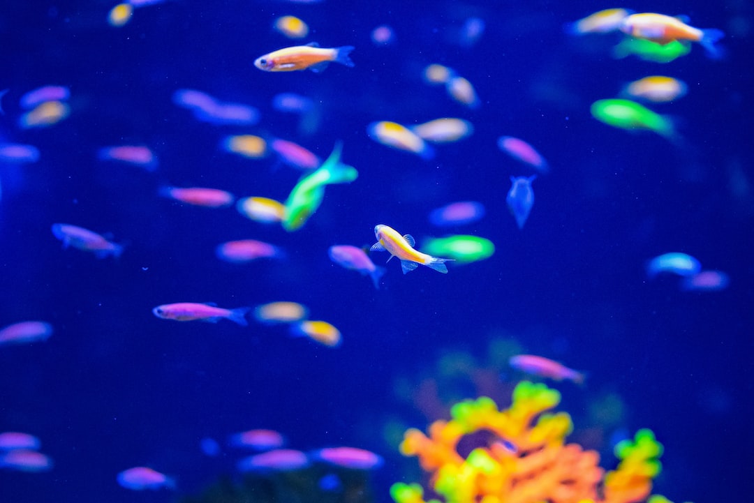 14 wichtige Fragen zu How Do You Make An Aquarium Backdrop?