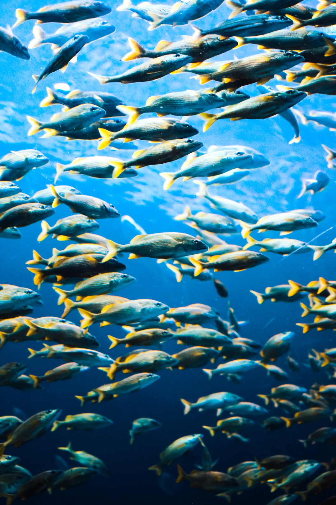 16 wichtige Fragen zu Is Tap Water Safe For Fish?