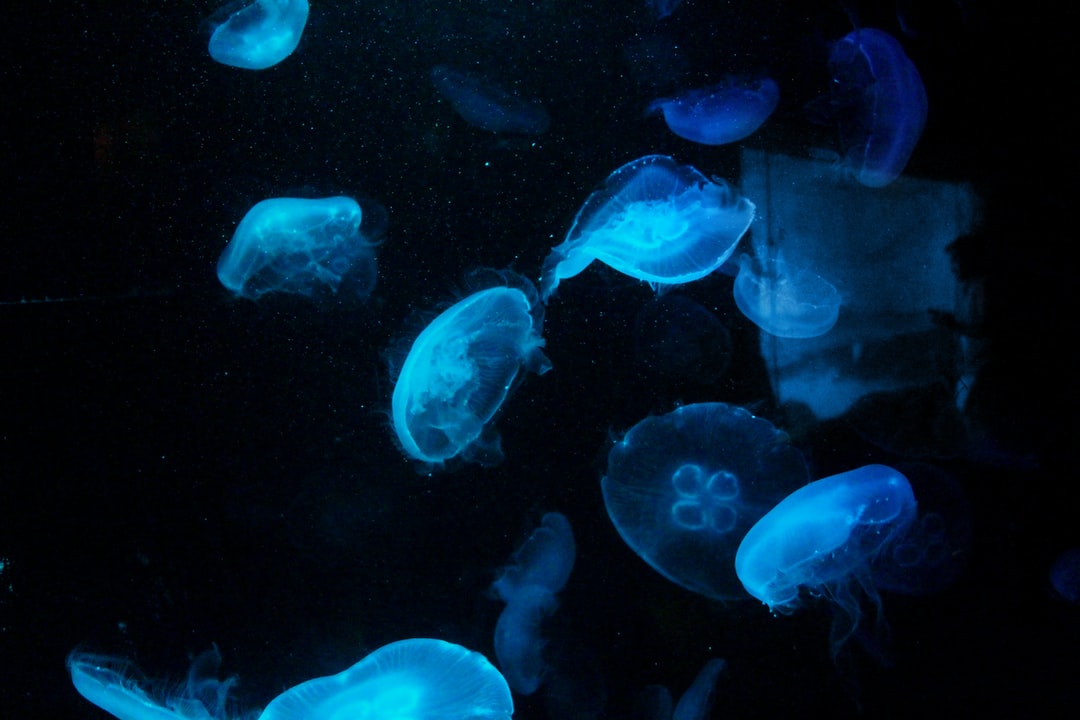 20 wichtige Fragen zu Algenvernichter Aquarium