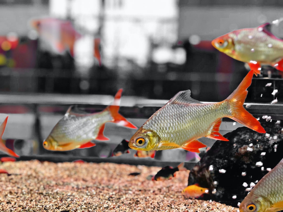 21 wichtige Fragen zu Mini Kugelfisch Aquarium
