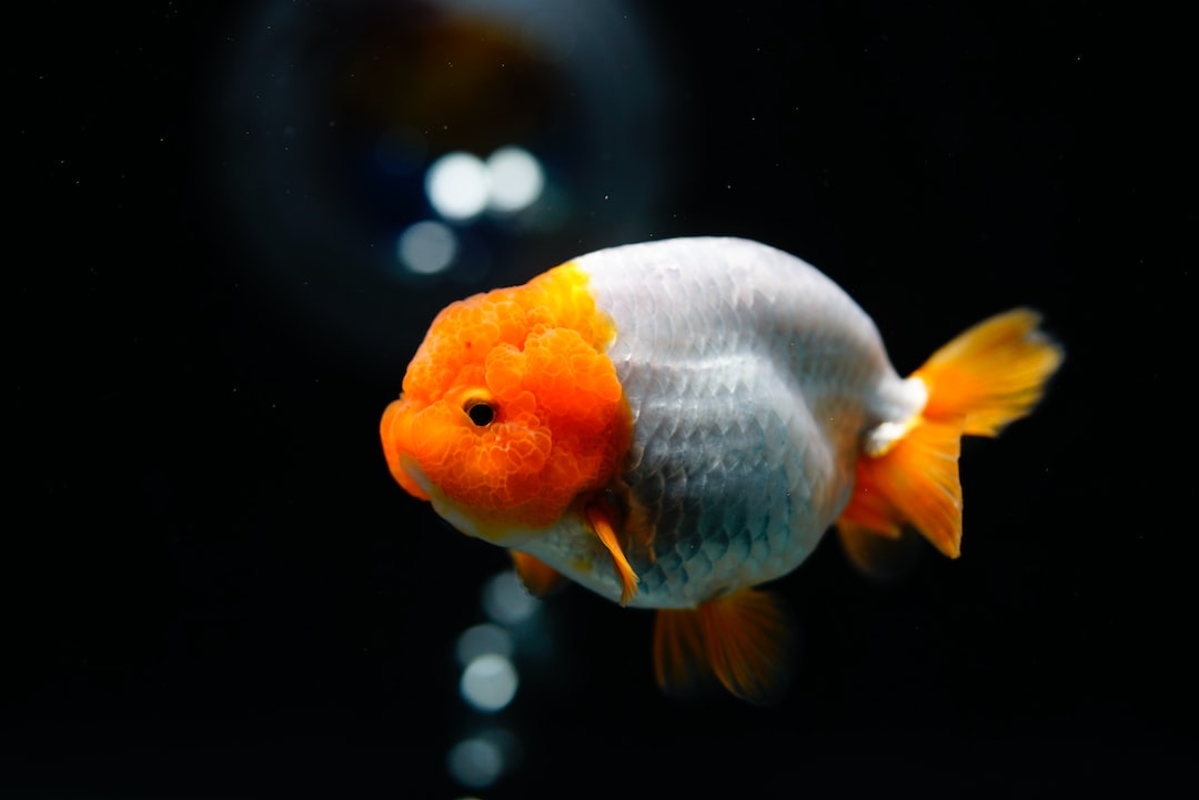 22 wichtige Fragen zu Wie Entsteht Kahmhaut Im Aquarium?