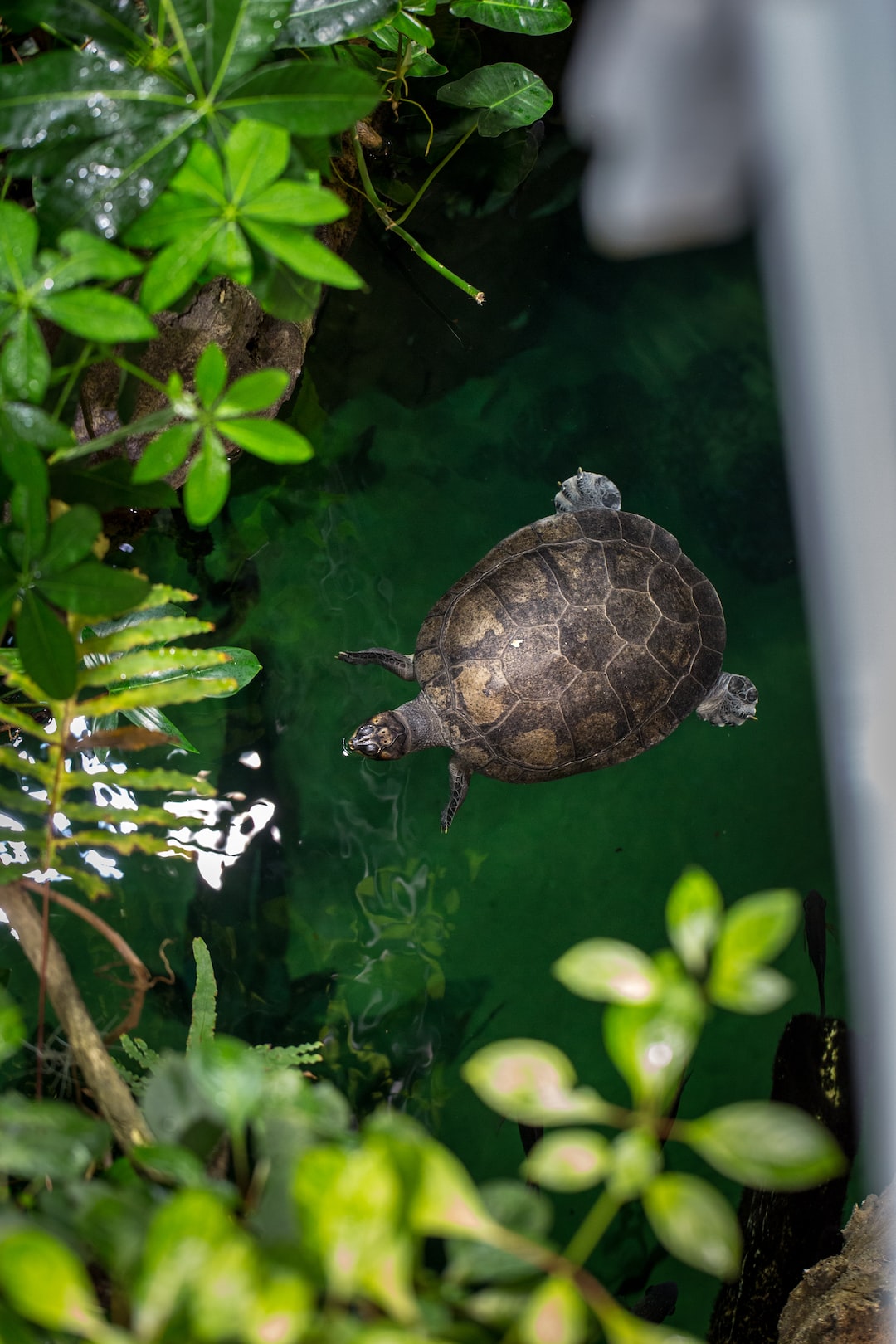 22 wichtige Fragen zu Größte Aquarium Der Welt Dubai