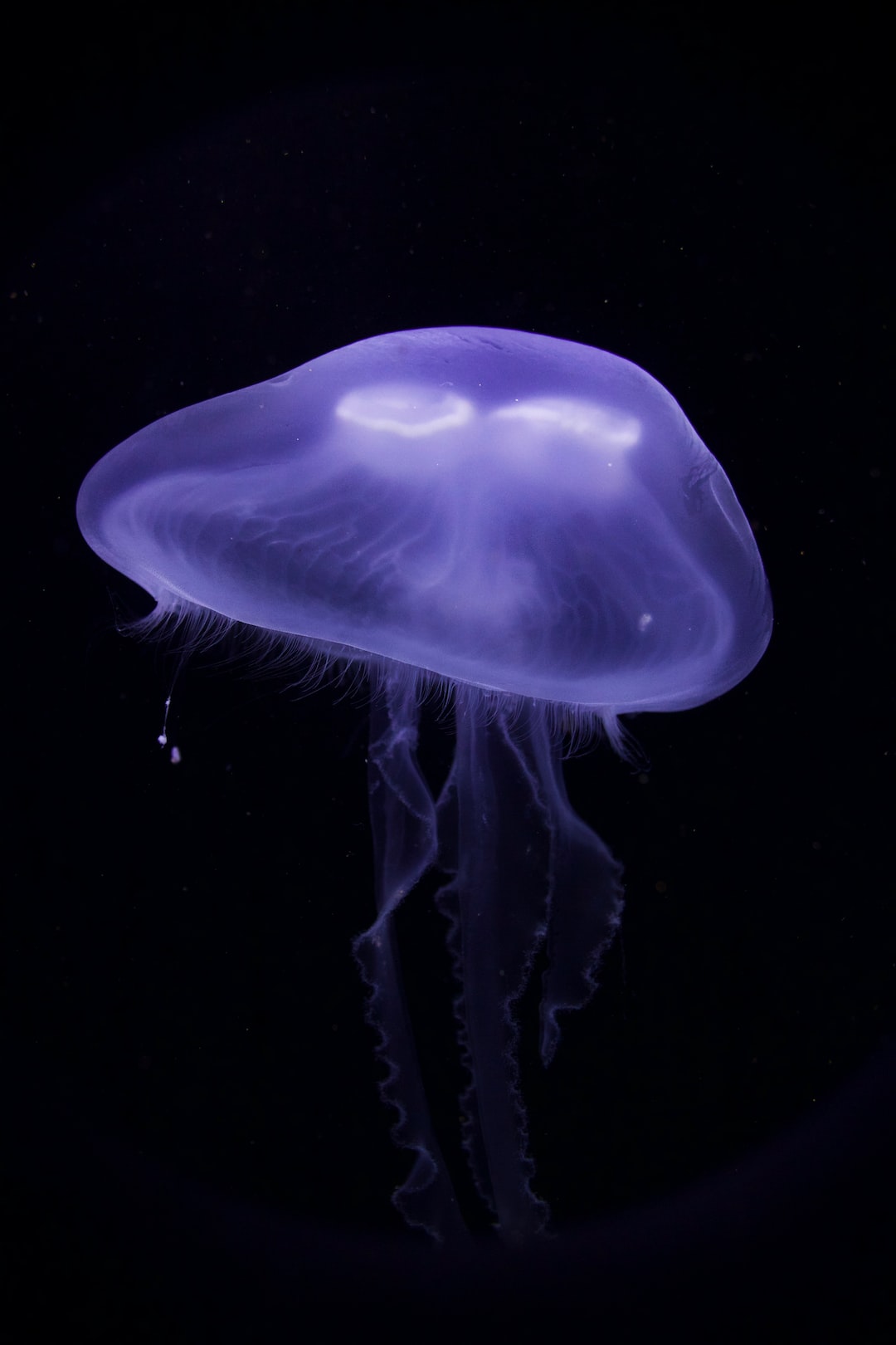 23 wichtige Fragen zu Aquarium Lichter
