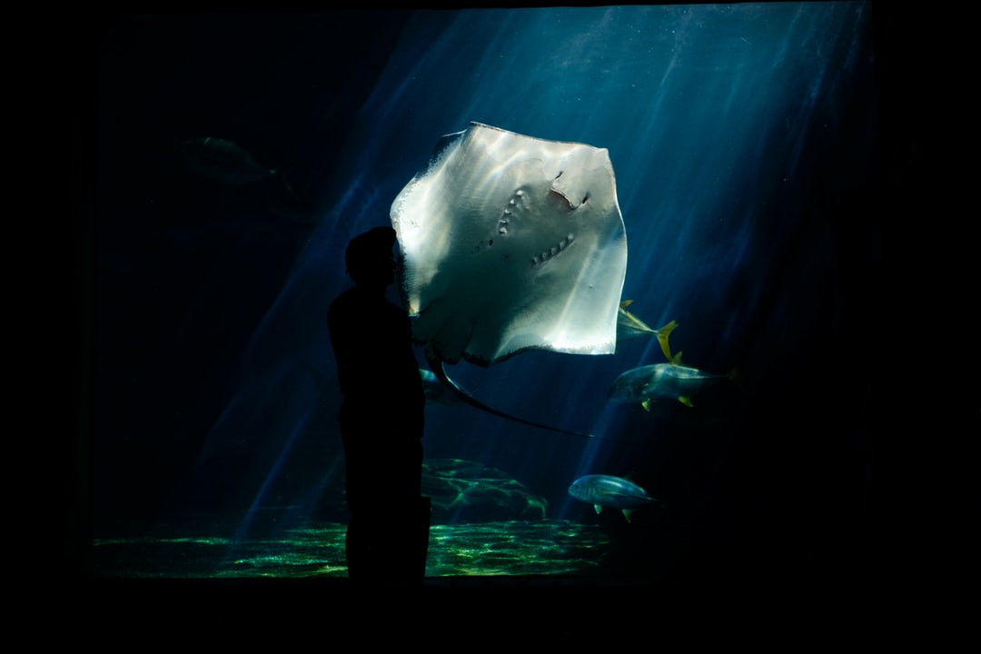 23 wichtige Fragen zu Bremen Aquarium Zoo