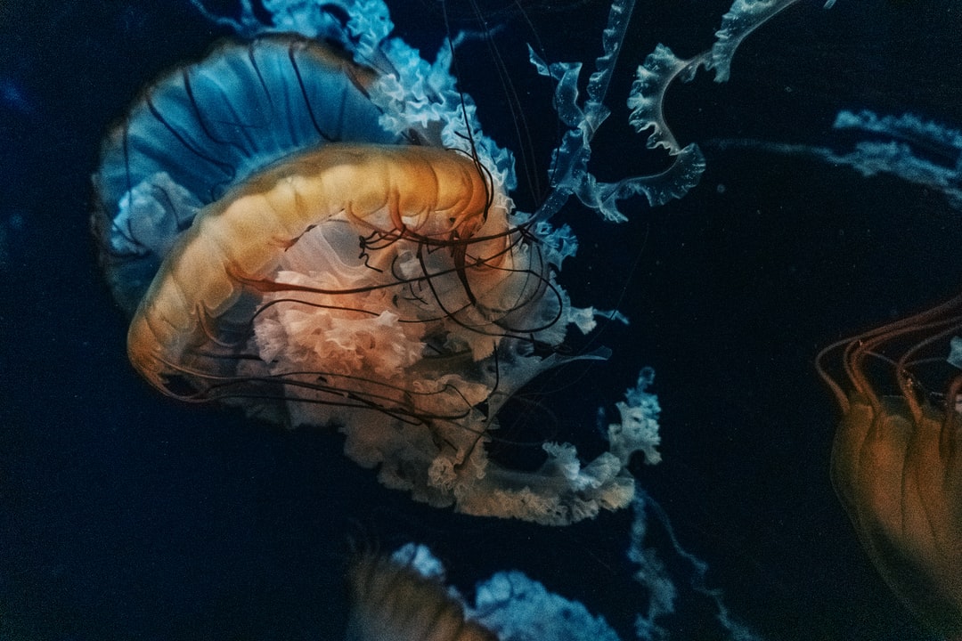 23 wichtige Fragen zu Aquarium Lighting Led