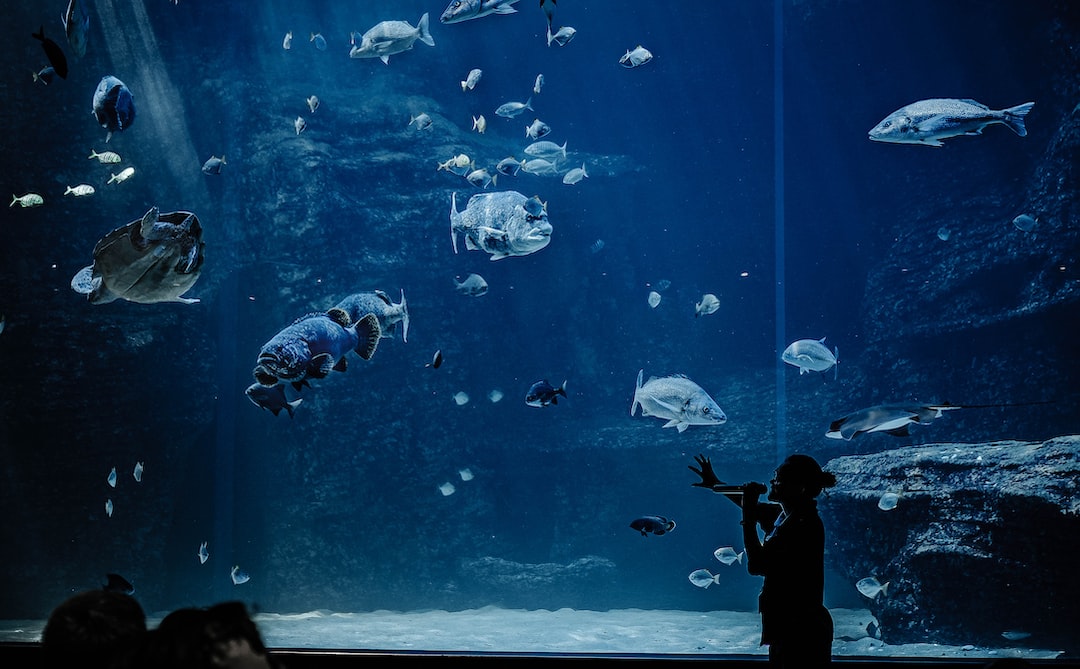 23 wichtige Fragen zu Welche Aquarium Fische Bleiben Klein?