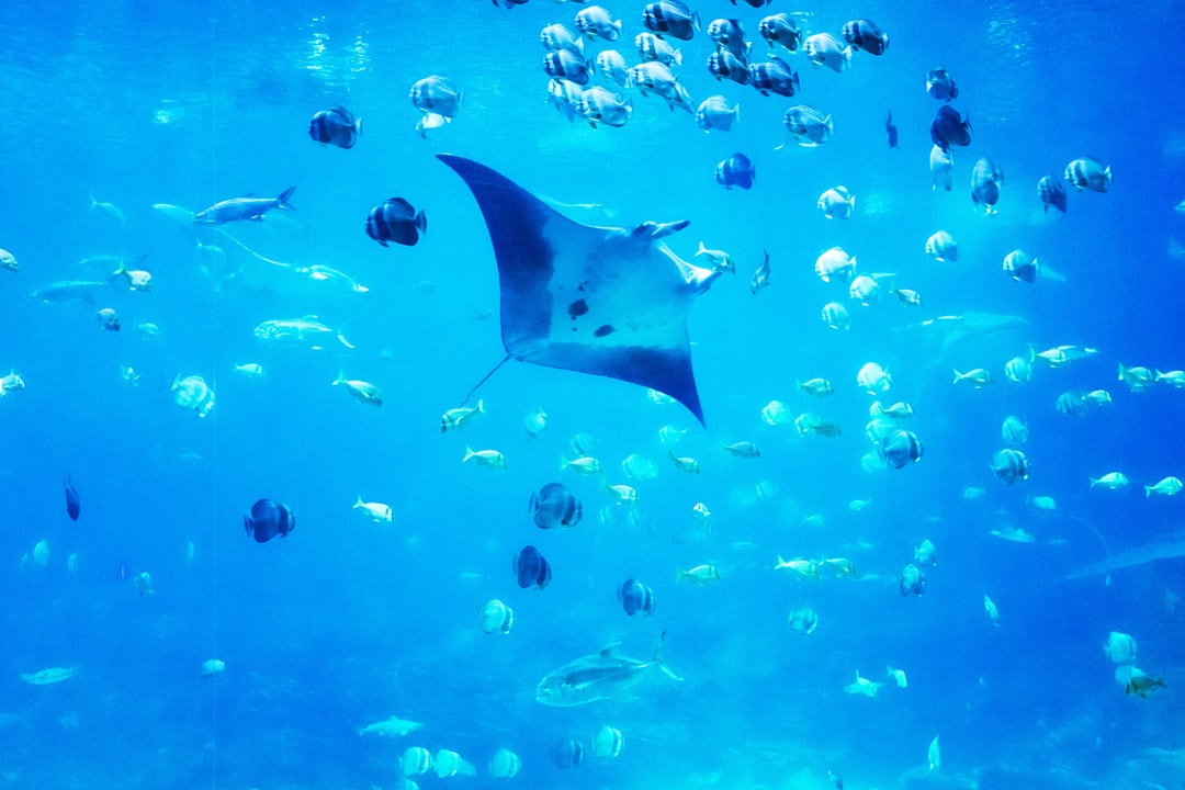 23 wichtige Fragen zu Hai Im Aquarium