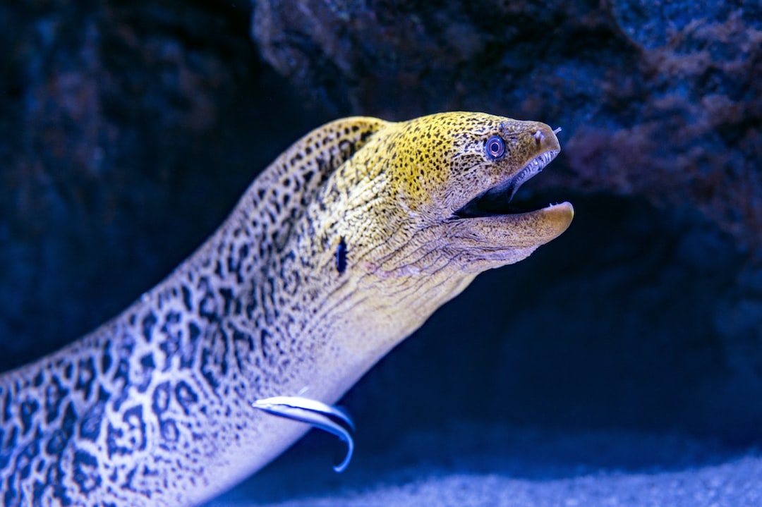 23 wichtige Fragen zu Was Tun Bei Nachwuchs Im Aquarium?