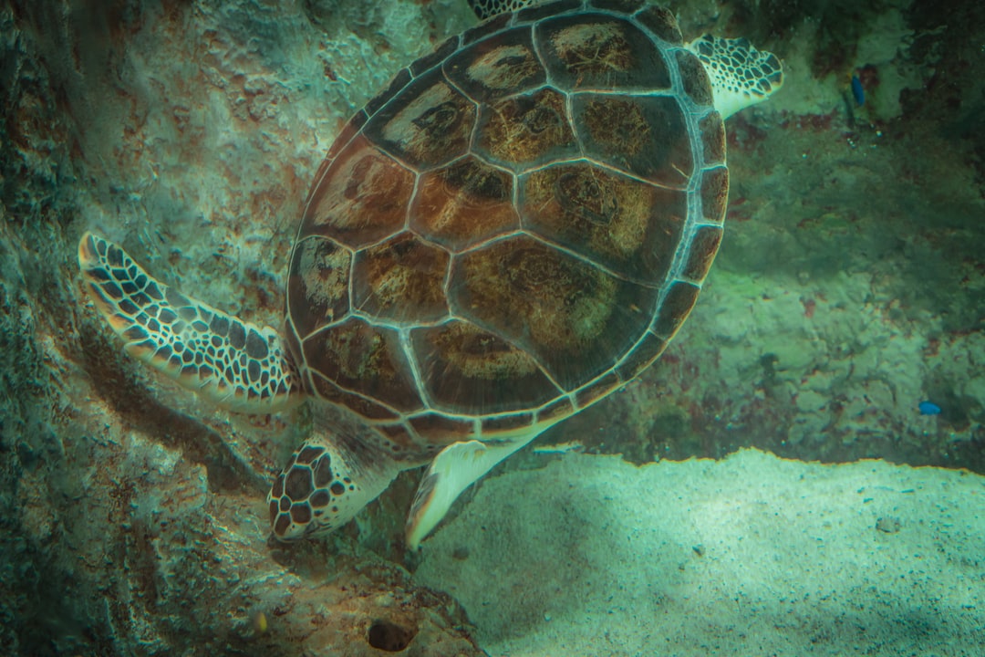 24 wichtige Fragen zu Aquarium Putzen