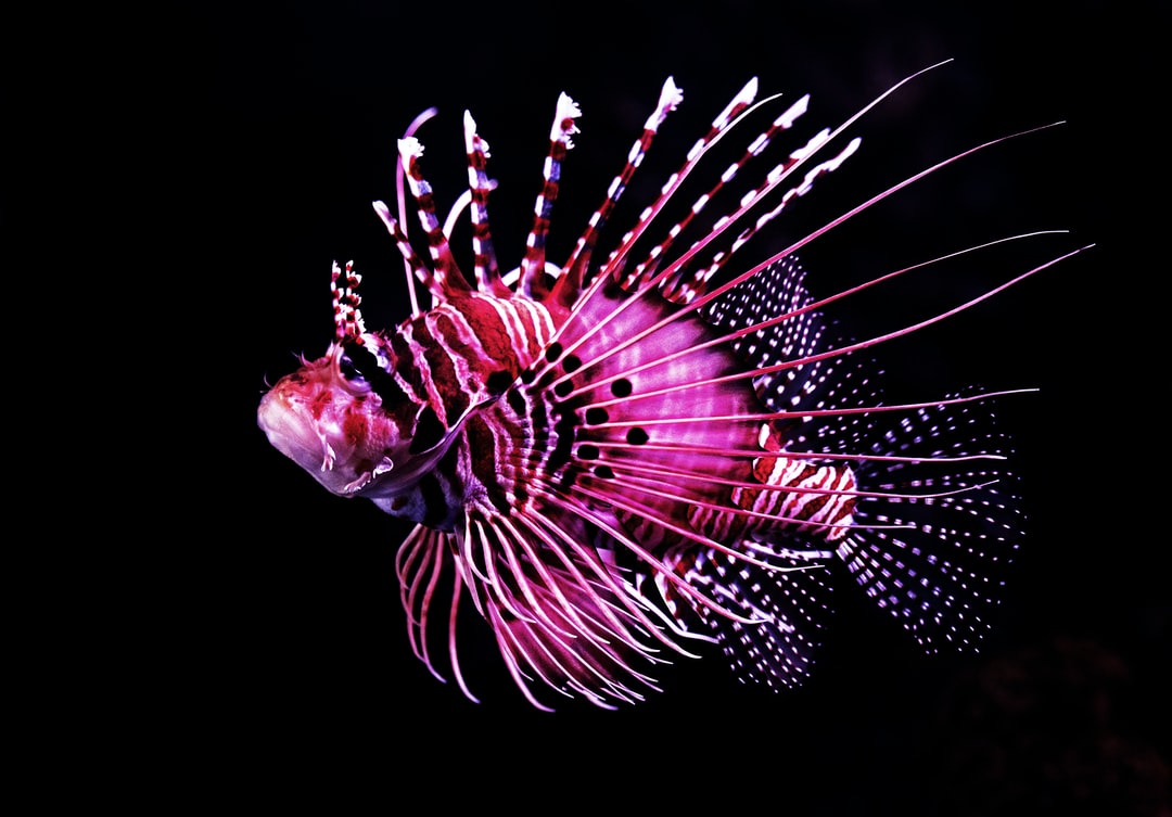 24 wichtige Fragen zu Led Aquarium Lampen