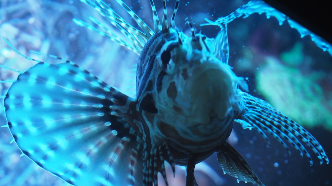 24 wichtige Fragen zu Wels Für Aquarium