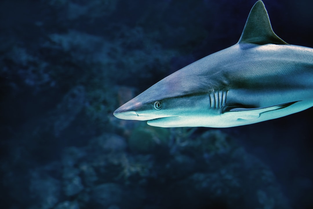 25 wichtige Fragen zu Aquarium Nachts Blau Beleuchten