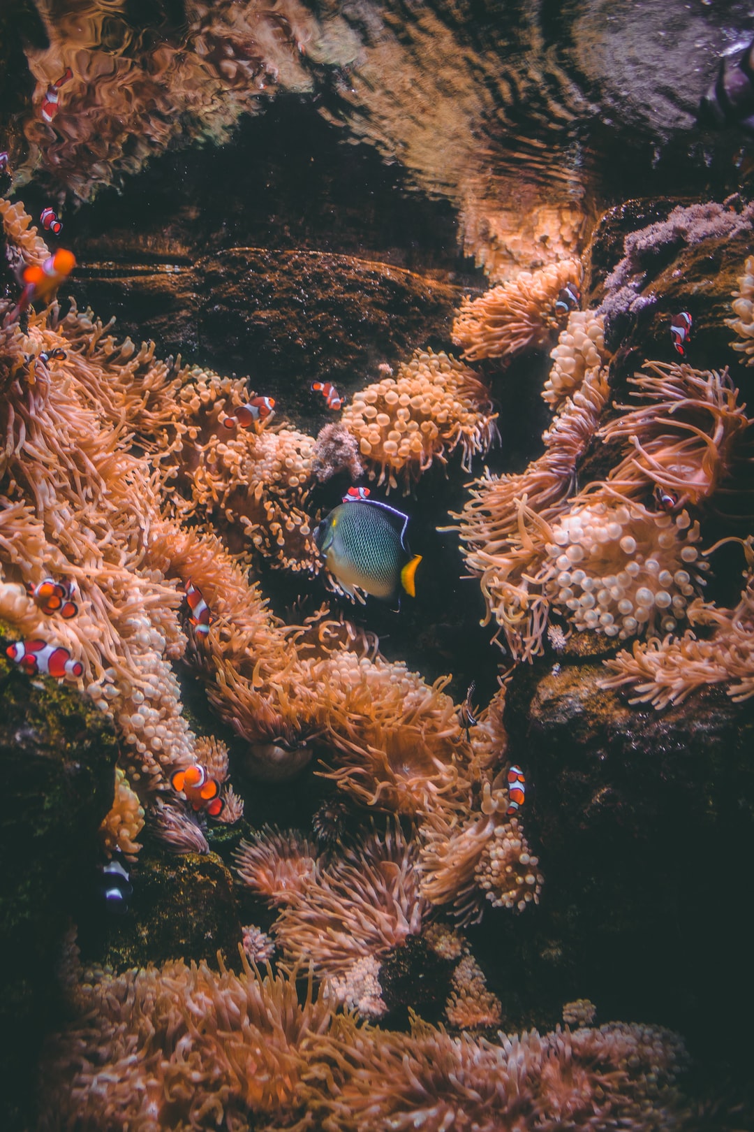 25 wichtige Fragen zu Größtes Aquarium Europas
