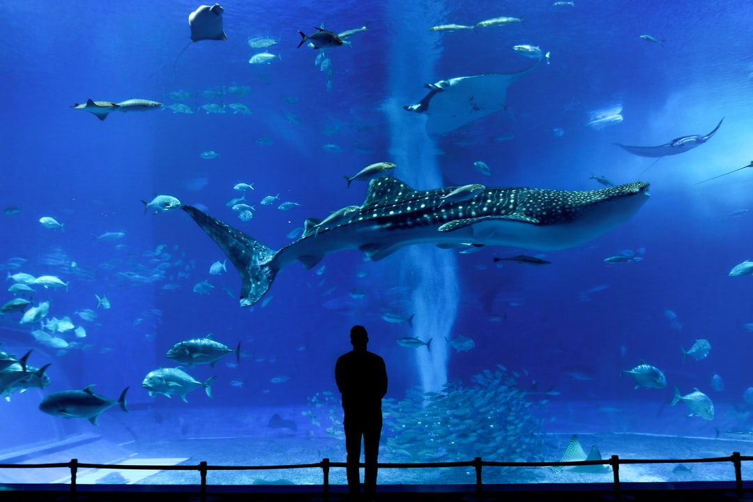 25 wichtige Fragen zu Schöne Fische Aquarium