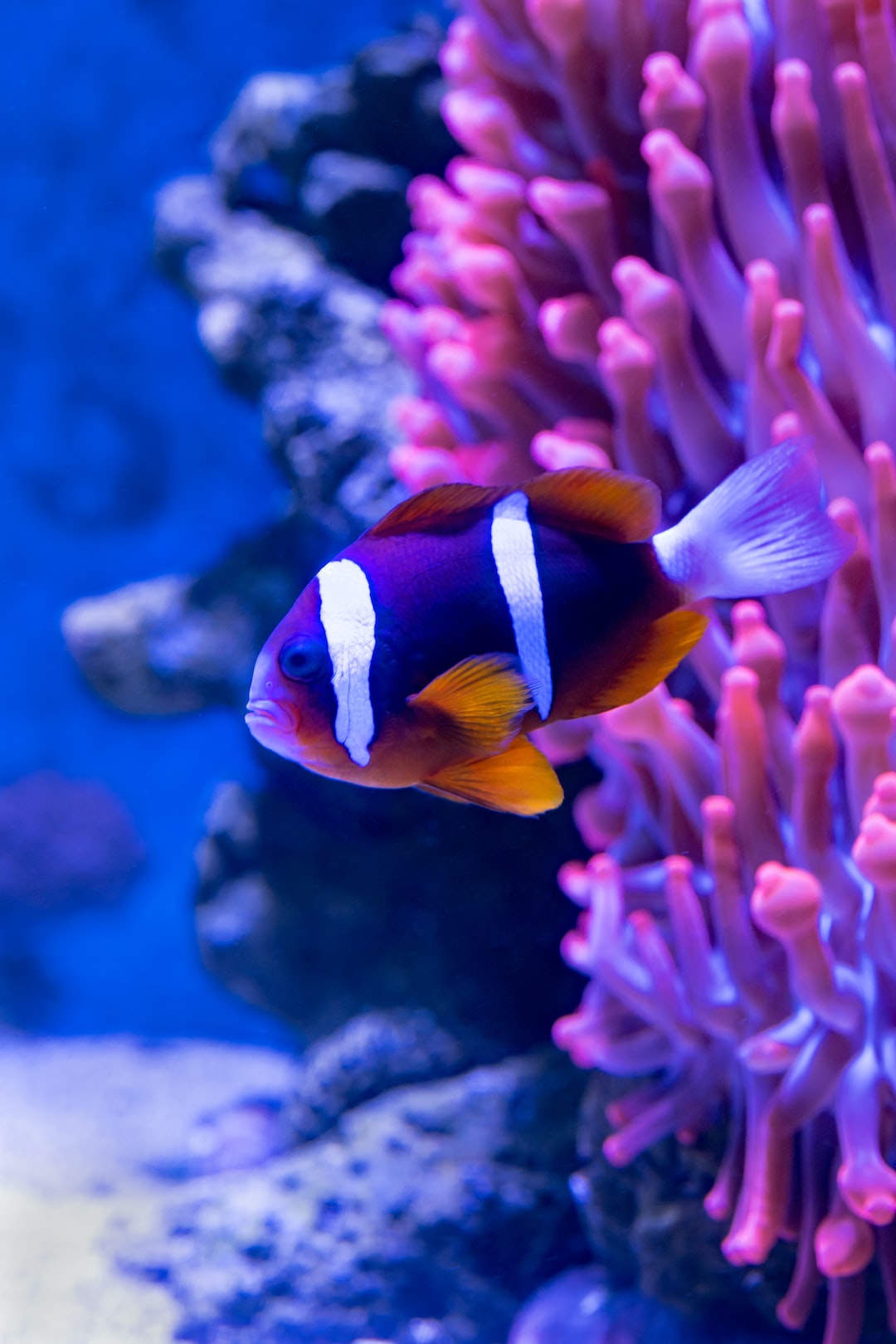 25 wichtige Fragen zu Wie Groß Werden Schnecken Im Aquarium?