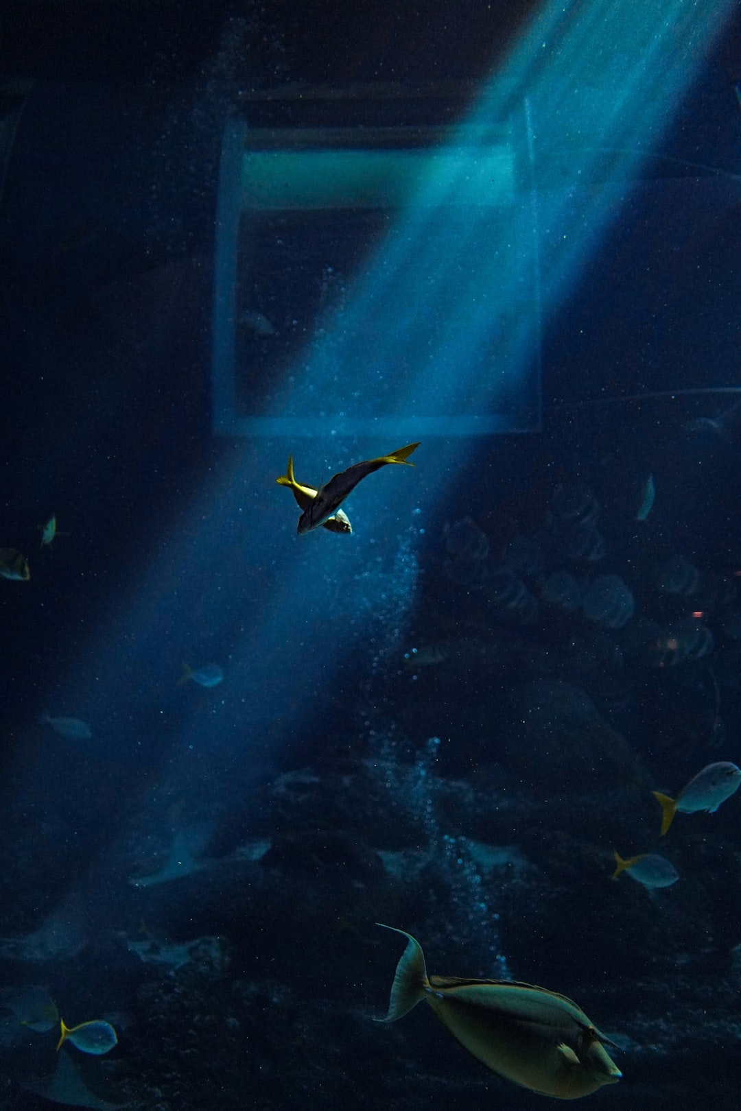 25 wichtige Fragen zu Riesengarnelen Aquarium
