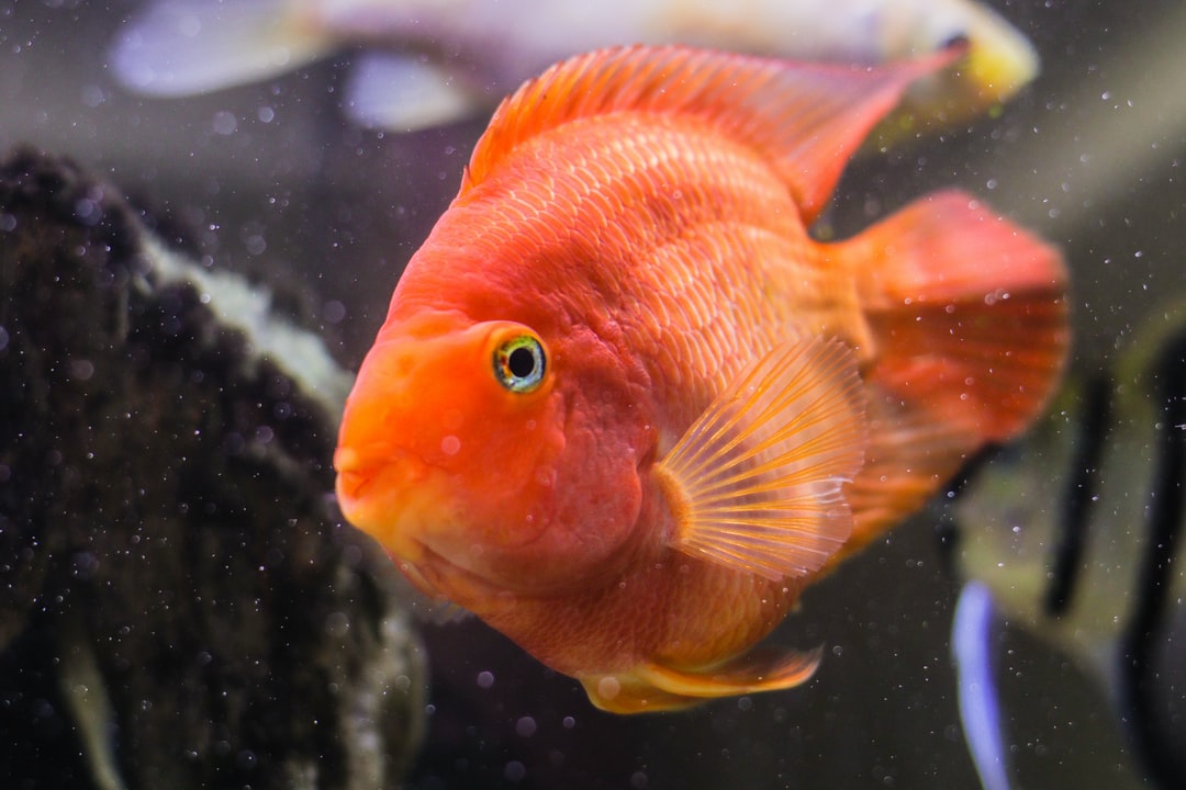 25 wichtige Fragen zu Do You Remove Fish When Cleaning Tank?
