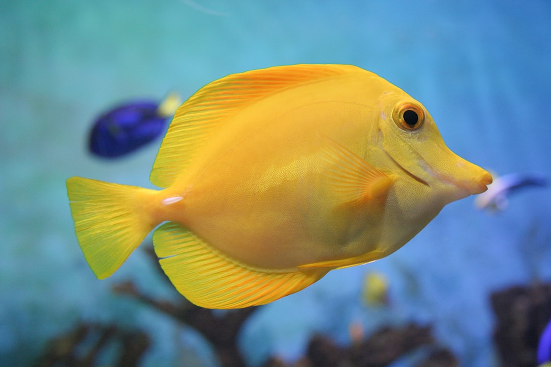 25 wichtige Fragen zu Wie Schwer Ist Ein Volles Aquarium?
