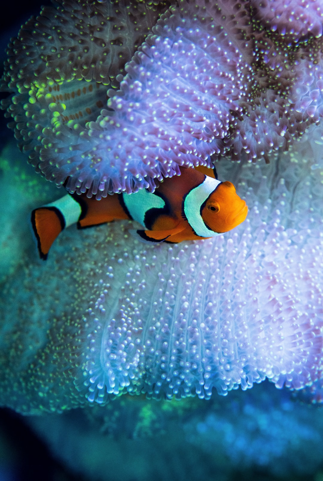 25 wichtige Fragen zu Kann Die Strömung Im Aquarium Zu Stark Sein?