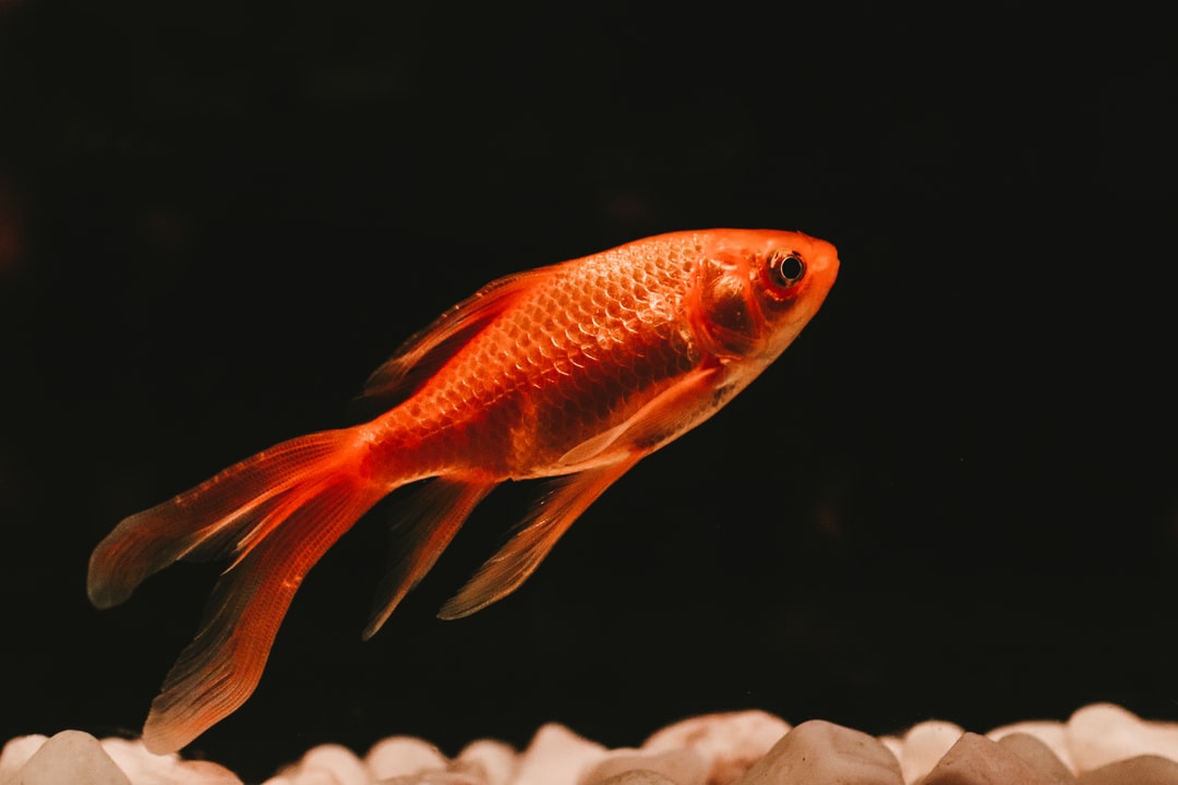 25 wichtige Fragen zu Ist Licht Wichtig Für Fische?