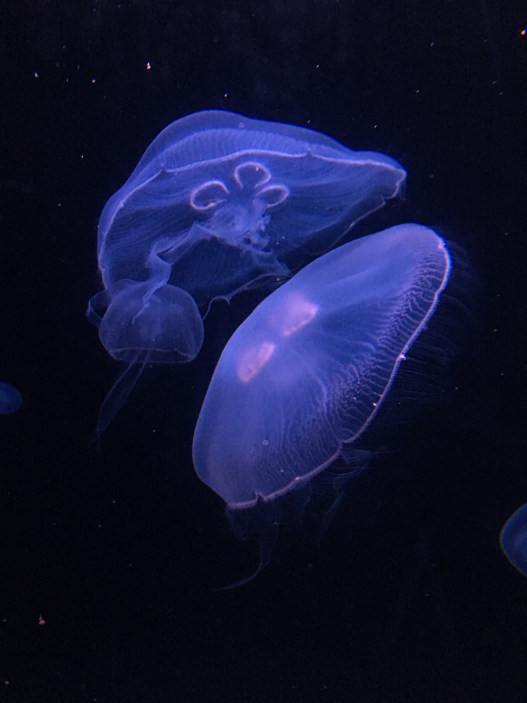 12 wichtige Fragen zu Was Tun Wenn Der Ph-Wert Im Aquarium Zu Hoch Ist?