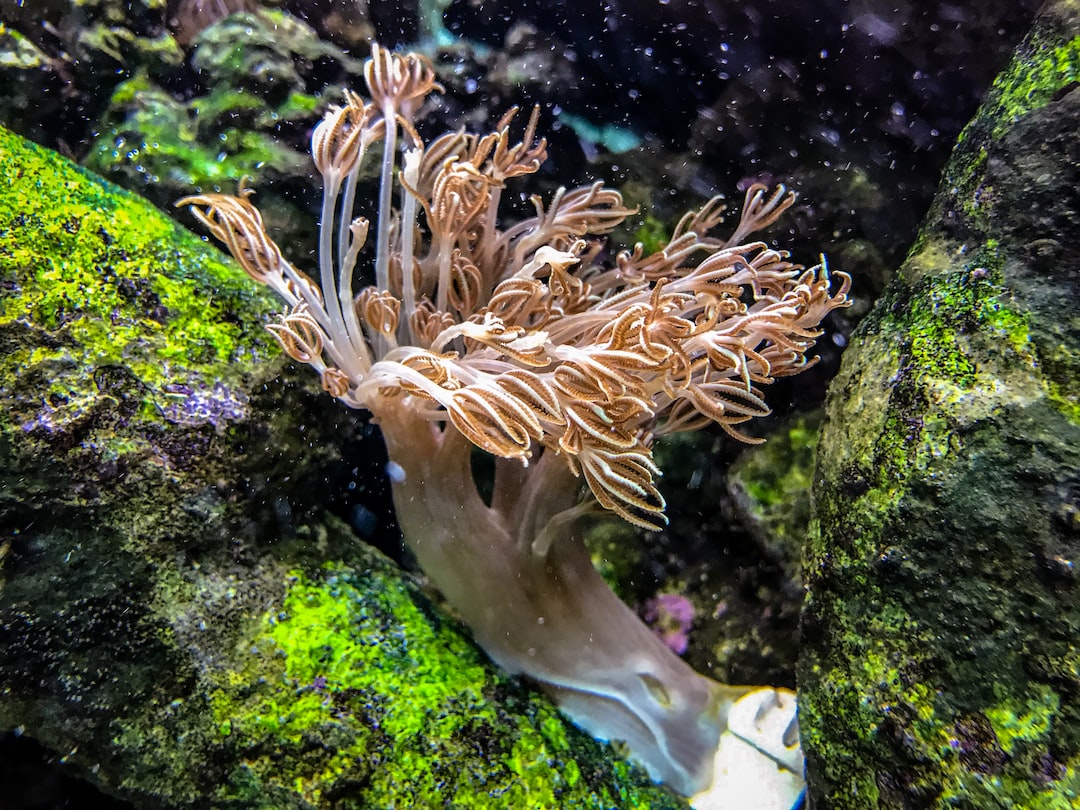13 wichtige Fragen zu Aal Für Aquarium