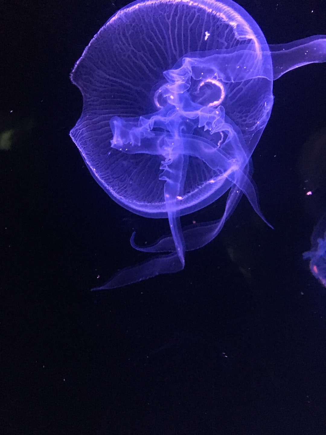 15 wichtige Fragen zu Aquarium Schwarzer Hintergrund