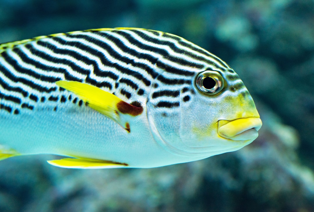 19 wichtige Fragen zu Wie Wichtig Sind Schnecken Im Aquarium?