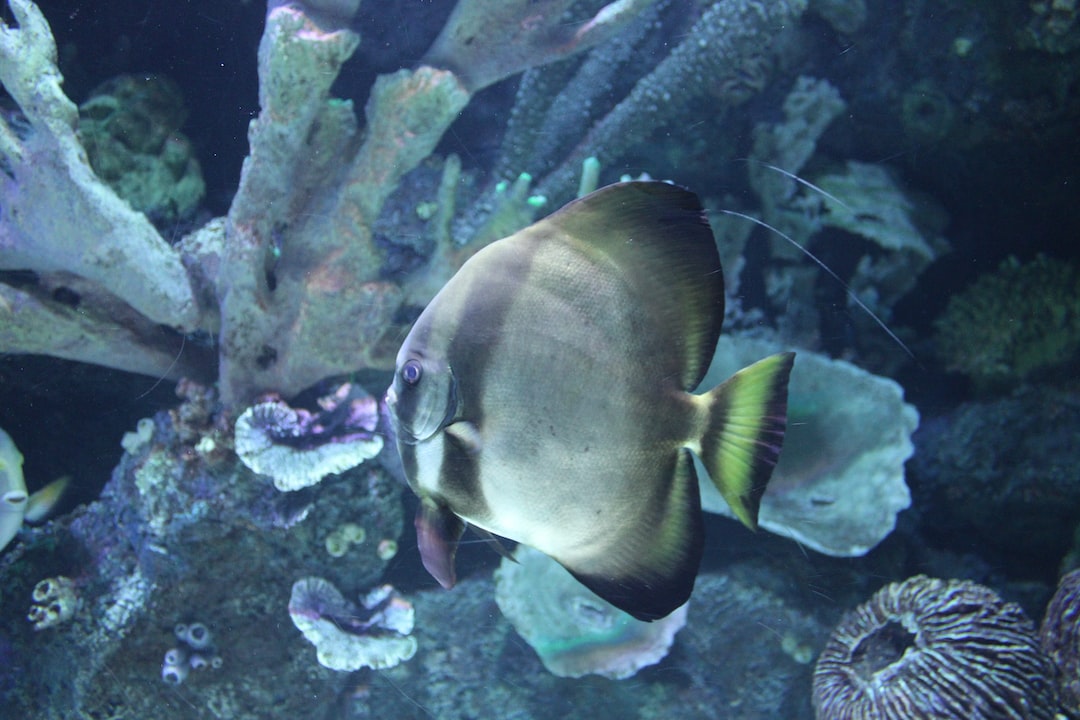 22 wichtige Fragen zu How Does Algae Get Into Fish Tanks?
