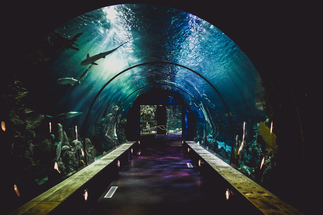 22 wichtige Fragen zu Kann Man Flusskrebse Im Aquarium Halten?
