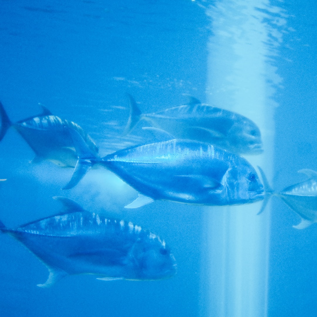 22 wichtige Fragen zu Können Fische An Blaualgen Sterben?