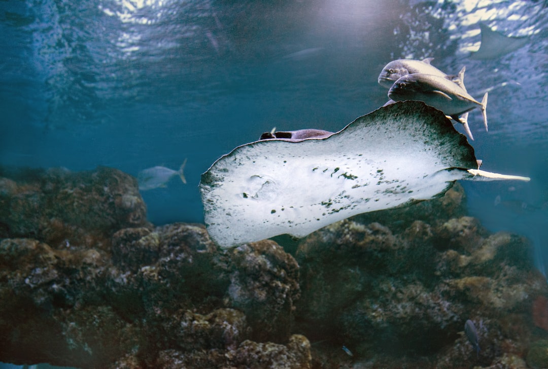 22 wichtige Fragen zu Wie Muss Die Wasserqualität Im Aquarium Sein?
