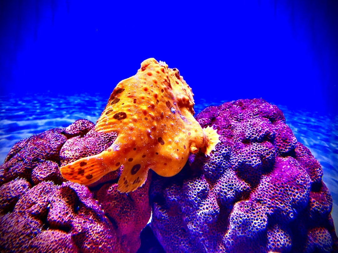 23 wichtige Fragen zu What Happens If Ph Is Too Low In Aquarium?