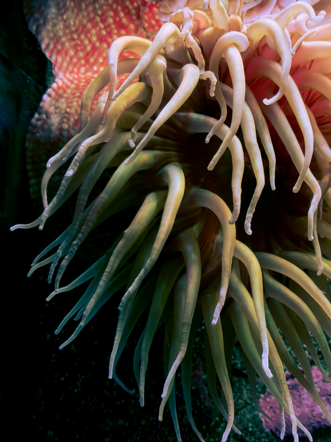23 wichtige Fragen zu Aquarium Ohne Unterschrank