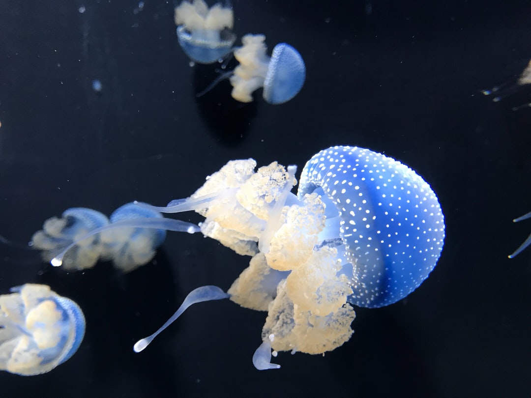 24 wichtige Fragen zu Anti Algen Pflanzen Aquarium
